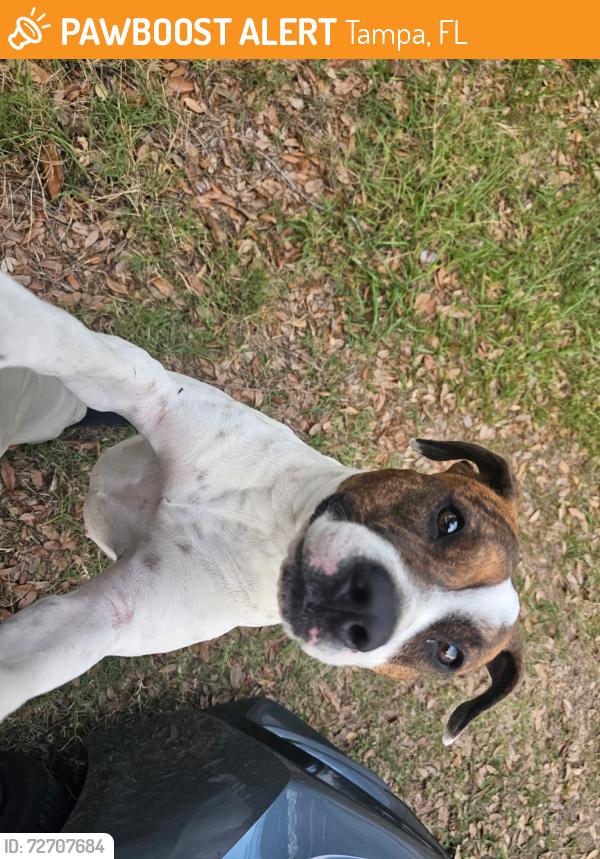 Found/Stray Female Dog last seen E Dr Martin Luther king and n 50th st, Tampa, FL 33619