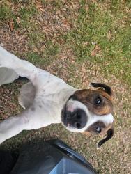 Found/Stray Female Dog last seen E Dr Martin Luther king and n 50th st, Tampa, FL 33619