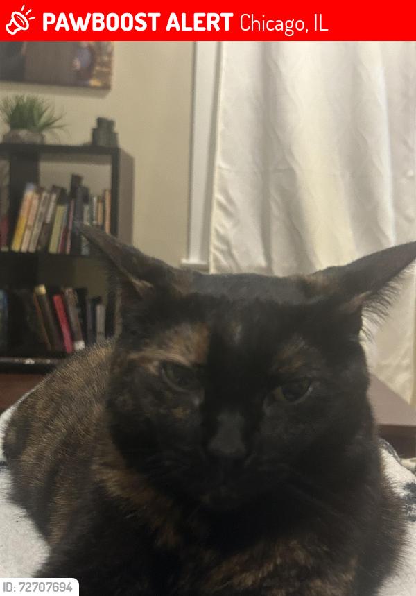 Lost Female Cat last seen Moody and Seminole , Chicago, IL 60646