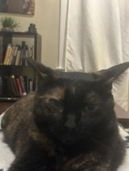 Lost Female Cat last seen Moody and Seminole , Chicago, IL 60646