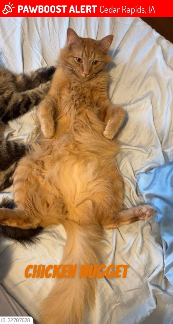 Lost Male Cat last seen F ave NE, Cedar Rapids, IA 52402