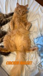 Lost Male Cat last seen F ave NE, Cedar Rapids, IA 52402