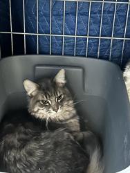Found/Stray Female Cat last seen West Palmer Lake Road, Brooklyn Center, Brooklyn Center, MN 55430