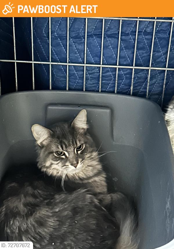 Found/Stray Female Cat last seen West Palmer Lake Road, Brooklyn Center, Brooklyn Center, MN 55430