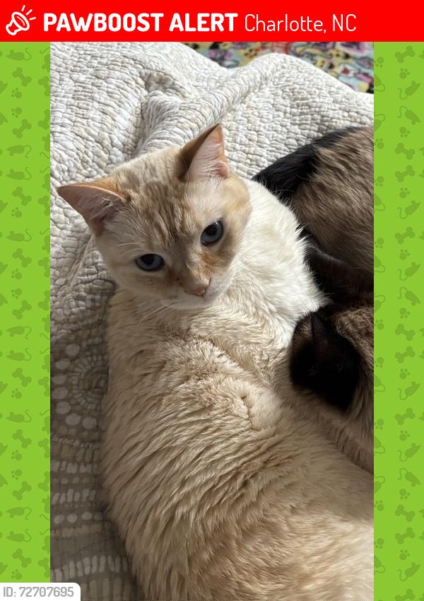 Lost Male Cat last seen Village lake drive , Charlotte, NC 28212