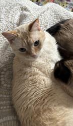 Lost Male Cat last seen Village lake drive , Charlotte, NC 28212