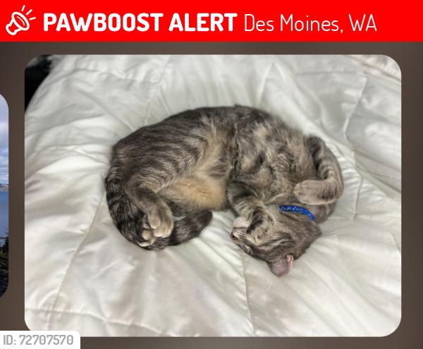 Lost Male Cat last seen Near 13th Ave South, Des Moines, WA, Des Moines, WA 98198