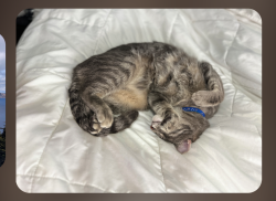 Lost Male Cat last seen Near 13th Ave South, Des Moines, WA, Des Moines, WA 98198