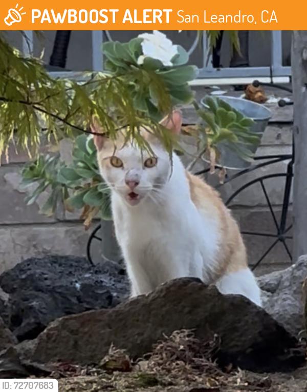 Found/Stray Unknown Cat last seen Lee Ave and Dutton, San Leandro, CA 94577