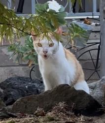 Found/Stray Unknown Cat last seen Lee Ave and Dutton, San Leandro, CA 94577