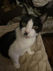 Lost Female Cat last seen SW14th Ave, Cape Coral, FL 33991