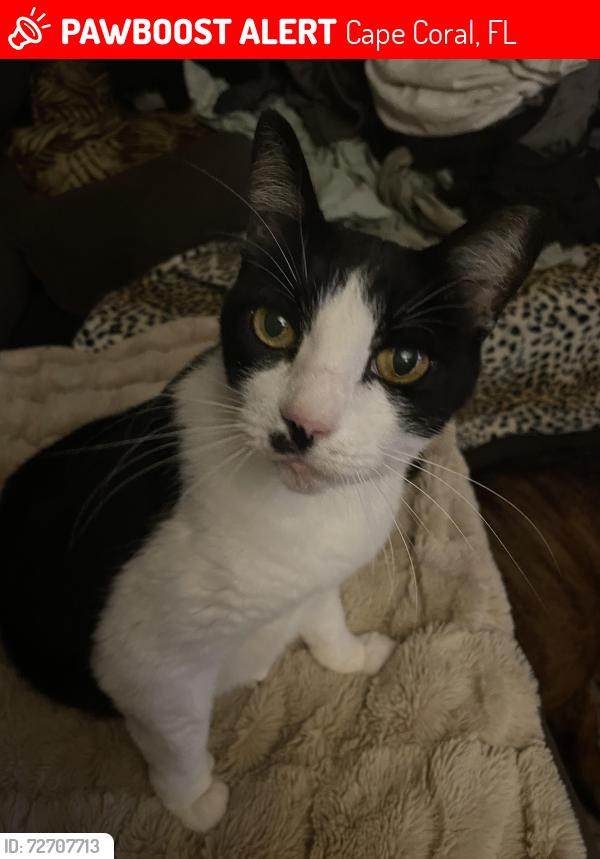 Lost Female Cat last seen SW14th Ave, Cape Coral, FL 33991