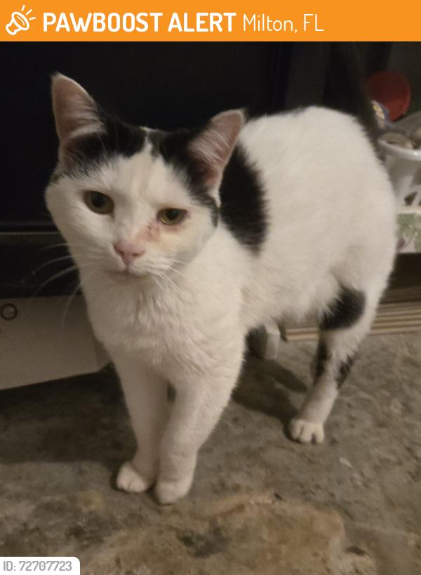 Found/Stray Unknown Cat last seen Nichols lake rd & Ginnie Trail, Milton, FL 32583