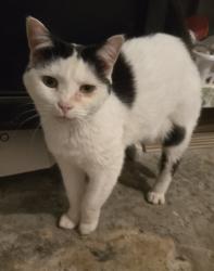 Found/Stray Unknown Cat last seen Nichols lake rd & Ginnie Trail, Milton, FL 32583