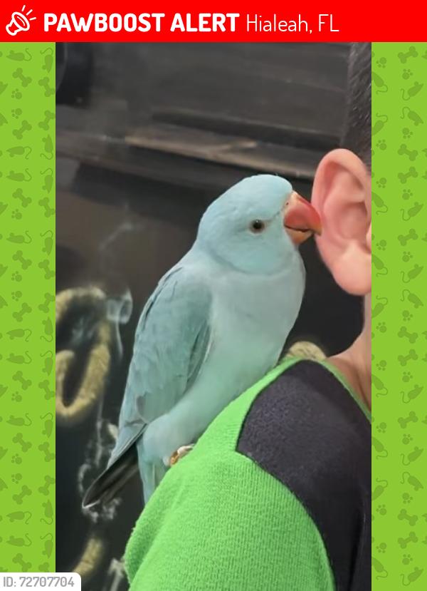 Lost Female Bird last seen E 11th Pl area, Hialeah ,fl 33010, Hialeah, FL 33010