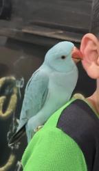 Lost Female Bird last seen E 11th Pl area, Hialeah ,fl 33010, Hialeah, FL 33010