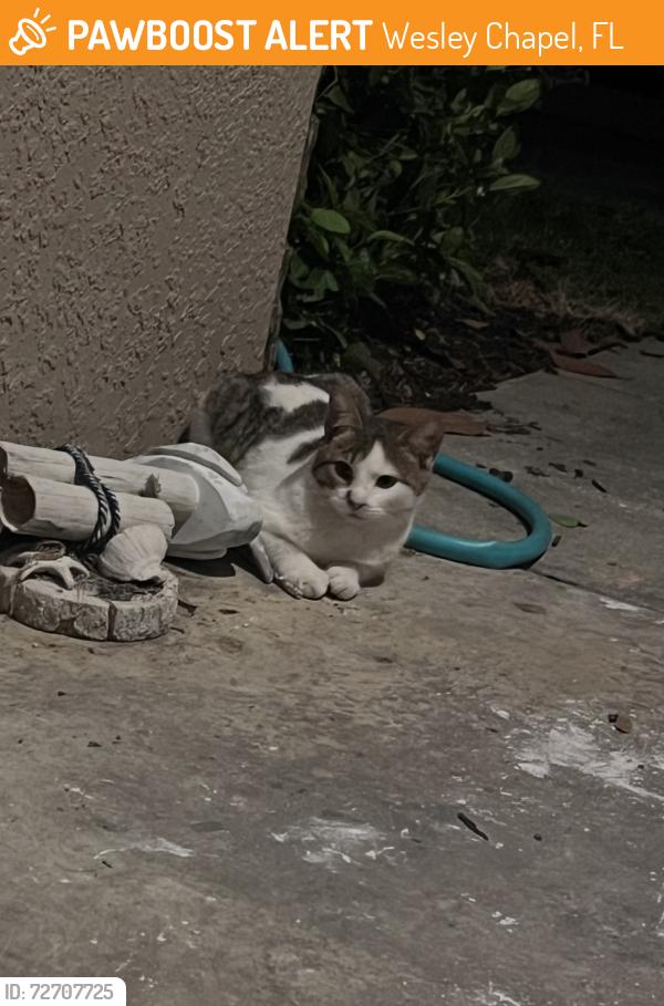 Found/Stray Male Cat last seen santa fe at westbrook, Wesley Chapel, FL 33544