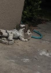 Found/Stray Male Cat last seen santa fe at westbrook, Wesley Chapel, FL 33544