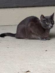 Found/Stray Female Cat last seen Avana Soco Apts , Austin, TX 78745