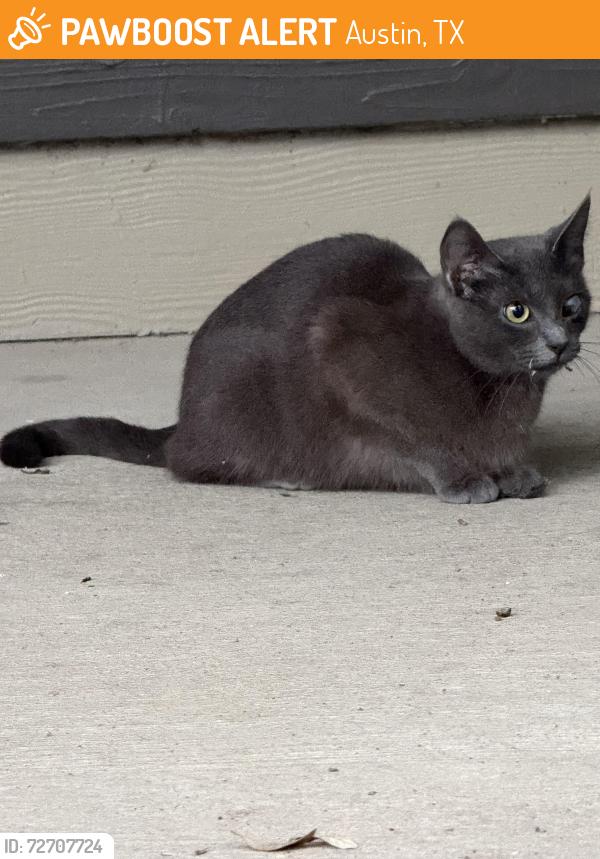 Found/Stray Female Cat last seen Avana Soco Apts , Austin, TX 78745