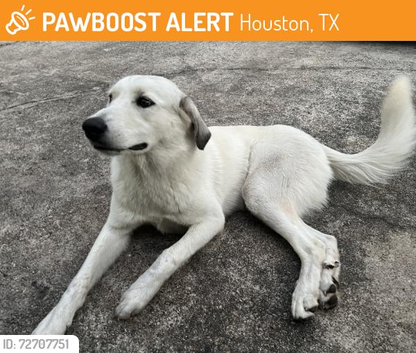Found/Stray Female Dog last seen Harbor Freight, Houston, TX 77068