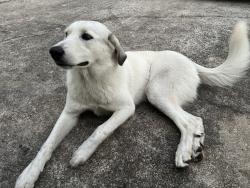 Found/Stray Female Dog last seen Harbor Freight, Houston, TX 77068
