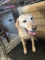 Found/Stray Female Dog last seen Old 88 and E Northshire, Claremore, OK 74017