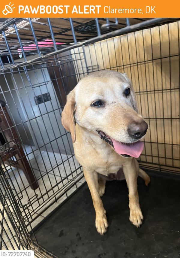 Found/Stray Female Dog last seen Old 88 and E Northshire, Claremore, OK 74017