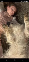 Lost Female Dog last seen Eagle Creek , Indianapolis, IN 46254