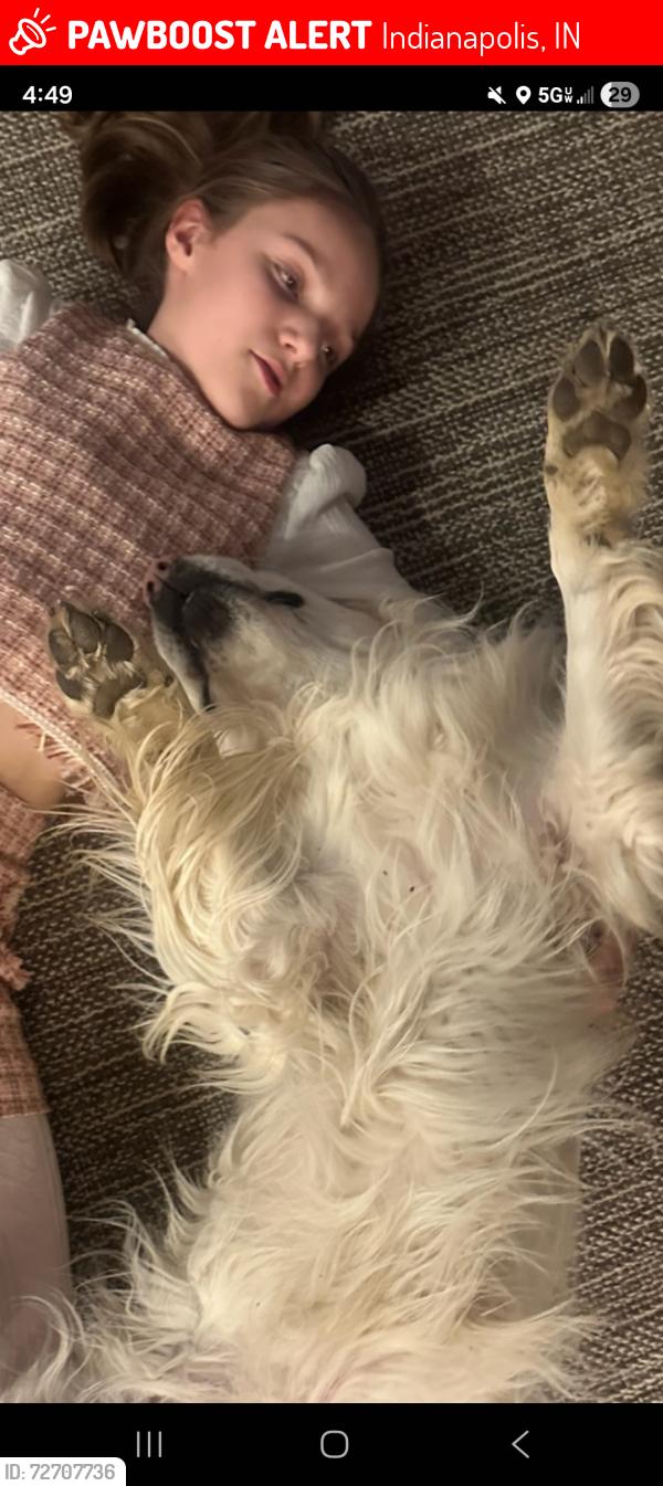 Lost Female Dog last seen Eagle Creek , Indianapolis, IN 46254