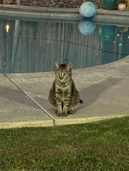 Lost Male Cat last seen Panama ln close to Costco , Bakersfield, CA 93313