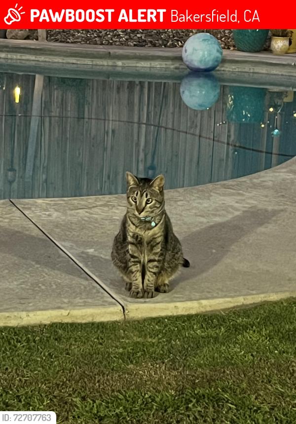 Lost Male Cat last seen Panama ln close to Costco , Bakersfield, CA 93313