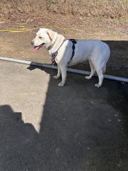 Found/Stray Female Dog last seen Marcano roofing , Salem, OR 97304
