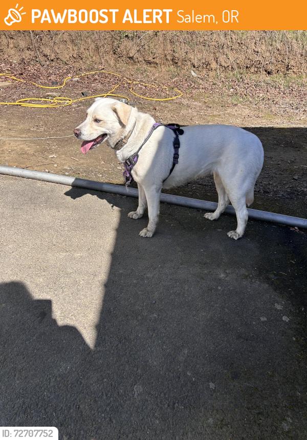 Found/Stray Female Dog last seen Marcano roofing , Salem, OR 97304