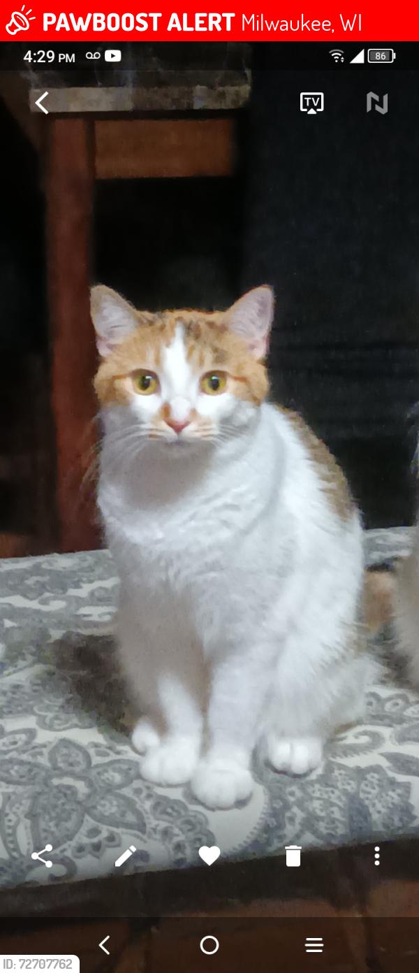 Lost Female Cat last seen Grange and 25th Street , Milwaukee, WI 53221