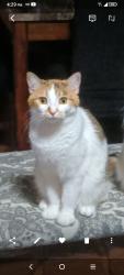 Lost Female Cat last seen Grange and 25th Street , Milwaukee, WI 53221