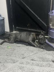 Lost Male Dog last seen Mockingbird ln, Audra ln , Denton, TX 76209