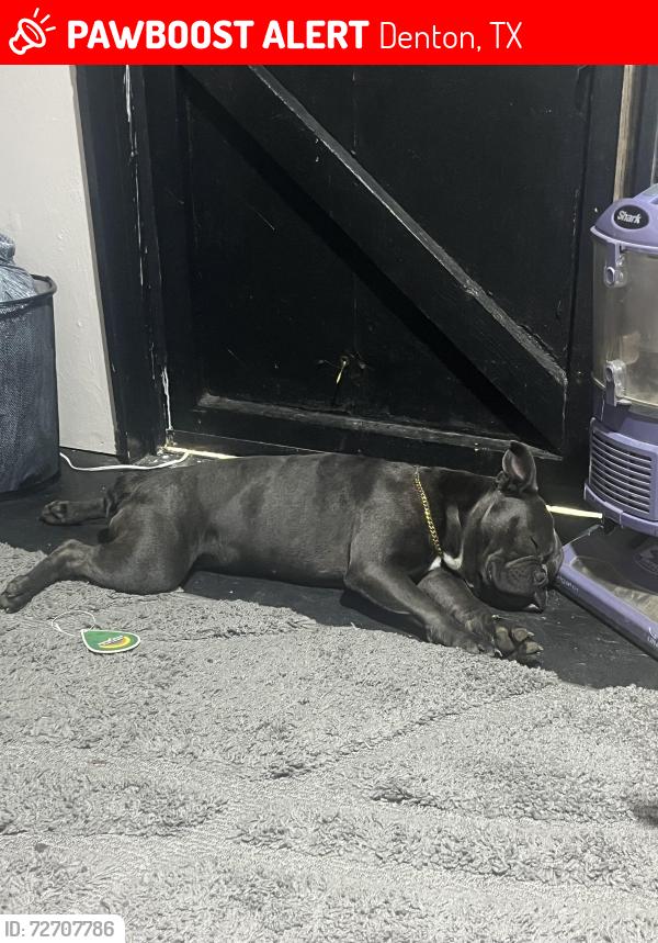 Lost Male Dog last seen Mockingbird ln, Audra ln , Denton, TX 76209