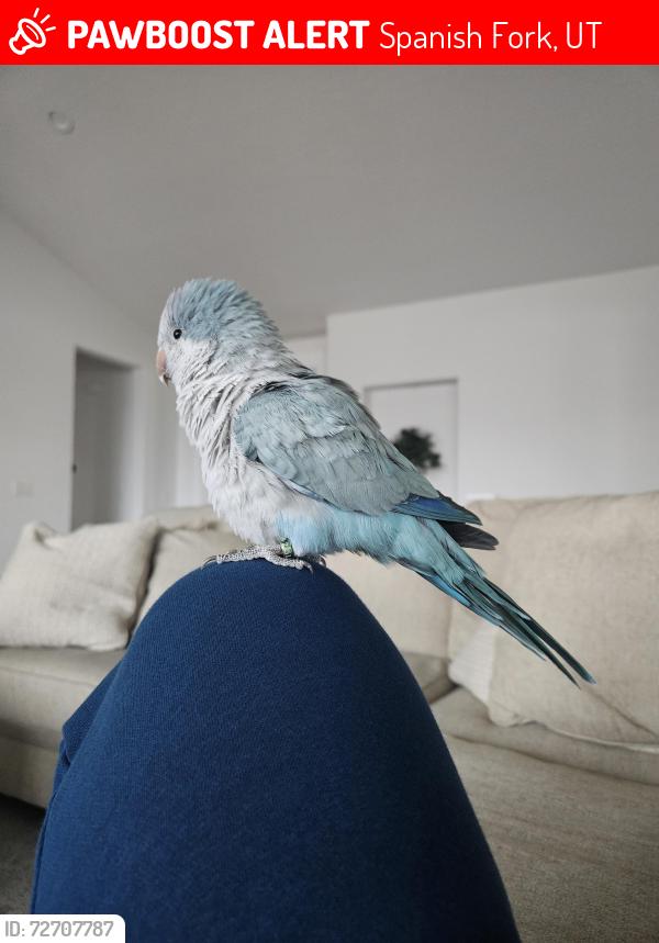Lost Unknown Bird last seen Mapleton Mountain Jr High, Spanish Fork, UT 84660