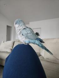 Lost Unknown Bird last seen Mapleton Mountain Jr High, Spanish Fork, UT 84660
