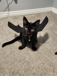 Lost Male Cat last seen Near W 50 S Farmington UT, Farmington, UT 84025