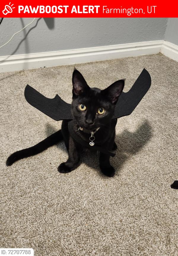 Lost Male Cat last seen Near W 50 S Farmington UT, Farmington, UT 84025