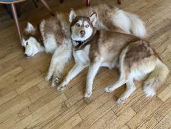 Lost Female Dog last seen Mary Lane, Escondido, CA 92025