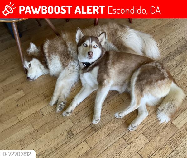 Lost Female Dog last seen Mary Lane, Escondido, CA 92025