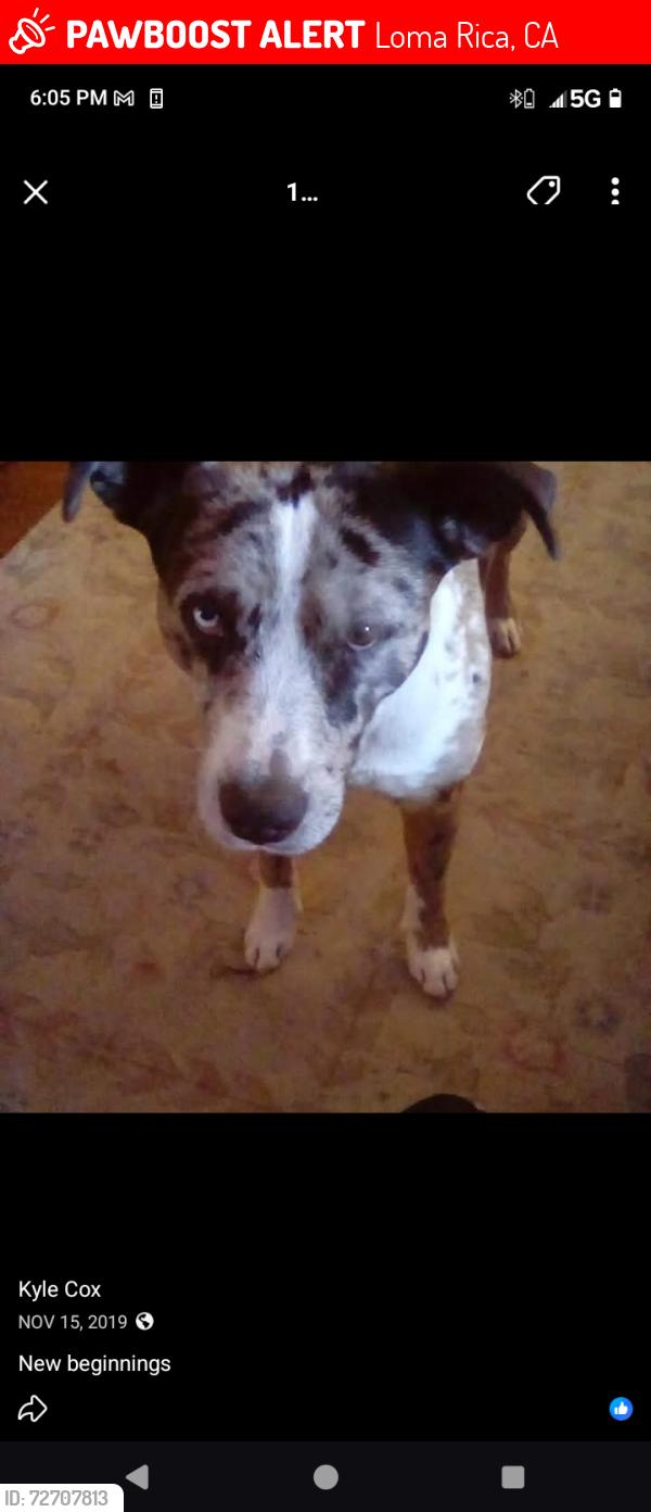 Lost Male Dog last seen Pineview rd, Loma Rica, CA 95918