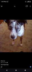 Lost Male Dog last seen Pineview rd, Loma Rica, CA 95918