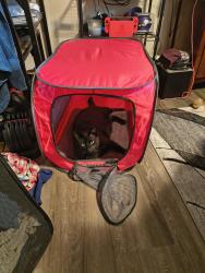 Lost Male Cat last seen Near Fairview ave n st paul, Saint Paul, MN 55104