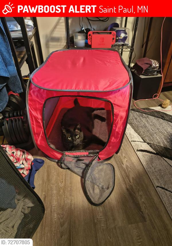 Lost Male Cat last seen Near Fairview ave n st paul, Saint Paul, MN 55104