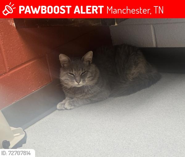 Lost Male Cat last seen near the sheds next door, Manchester, TN 37355