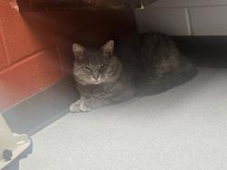 Lost Male Cat last seen near the sheds next door, Manchester, TN 37355